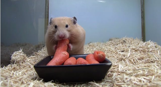 Hamster comiendo zanahorias