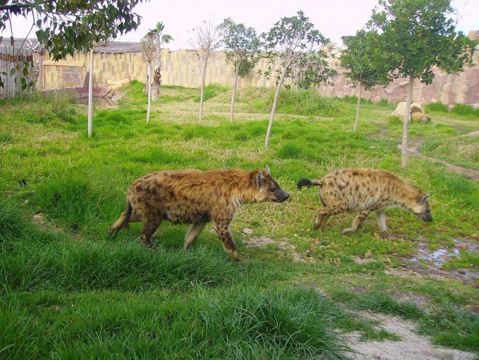 Hienas en Terra Natura de Murcia