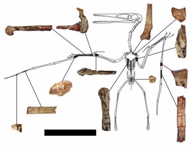 Fragmentos del pterodactilo más antiguo