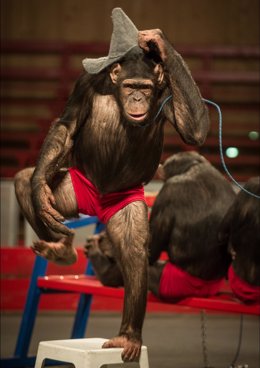 Circo alemán denunciado por trato degradante a chimpancés