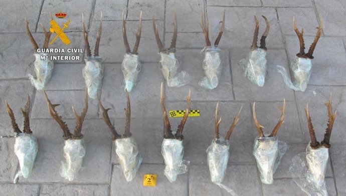 Trofeos de corzo decomisados por la Guardia Civil. 