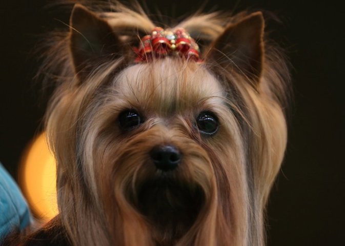 Mujer recupera a su perro robado en una cita