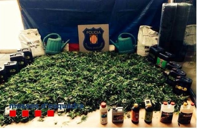 Plantas de marihuana en Abrera