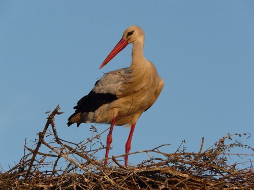 Cigüeña adulta en nido