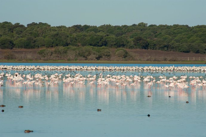 Flamencos en la Dehesa de Abajo (Doñana)