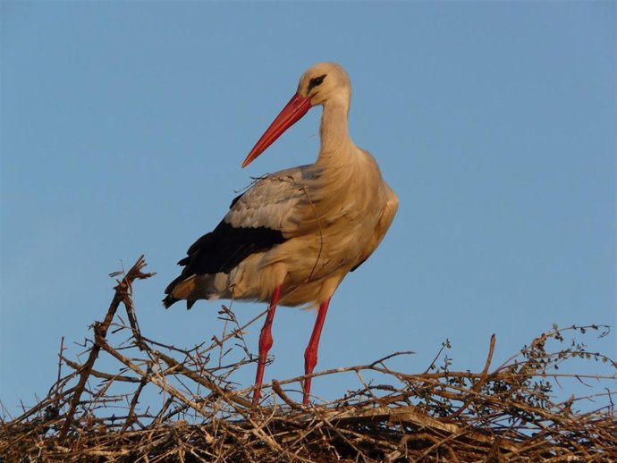 Cigüeña adulta en nido