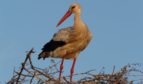 Cooperación y Desarrollo