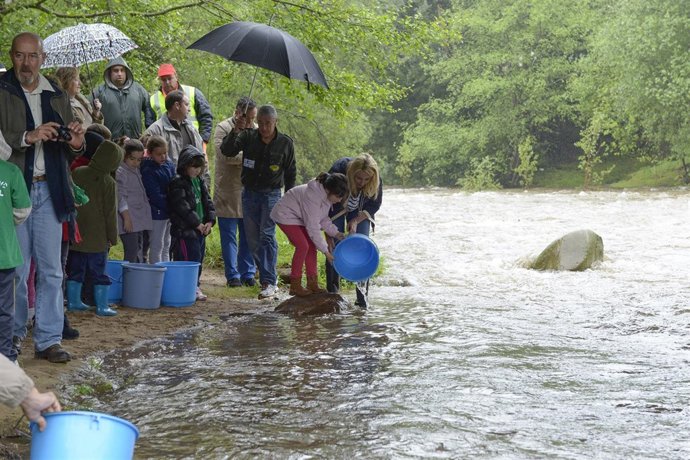 Suelta de alevines de trucha en el río Miera
