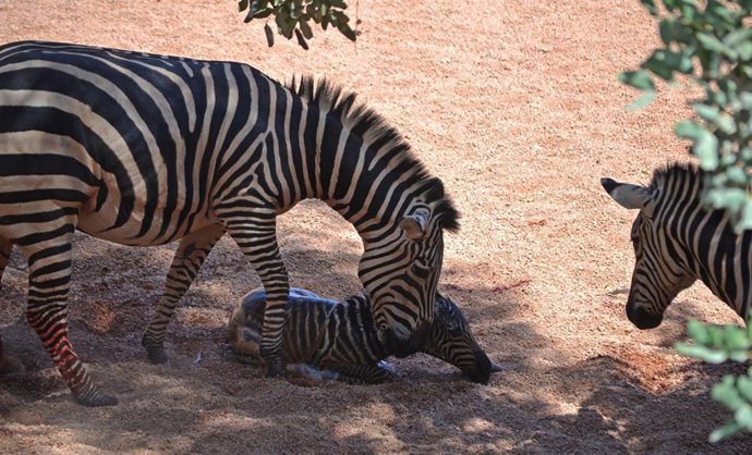 Nueva cebra en Bioparc