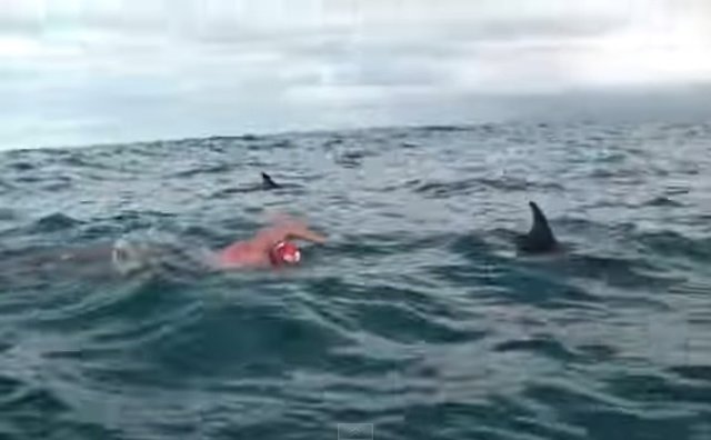 Adam Walker nadando con delfines