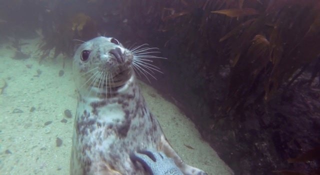 Una amistosa foca recibiendo caricias