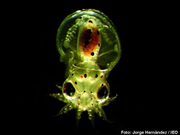 Larva de pulpo
