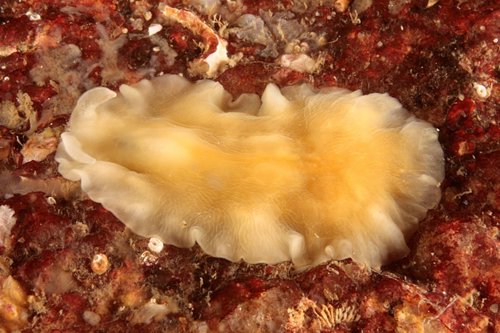 Encontrada Una Especie Animal Desconocida En Aguas Gallegas