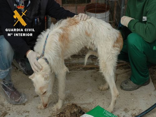 Imputado un hombre por tener perros en malas condiciones higiénicas y sanitarias