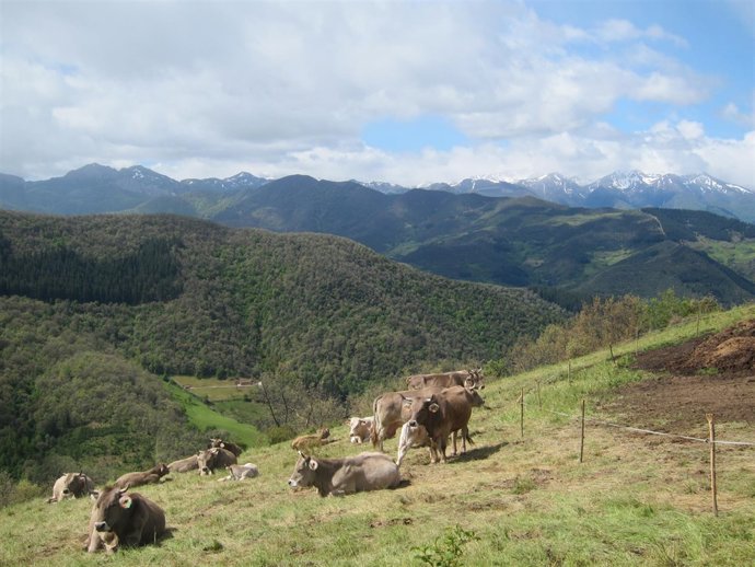 Vacas en el valle de Liébana