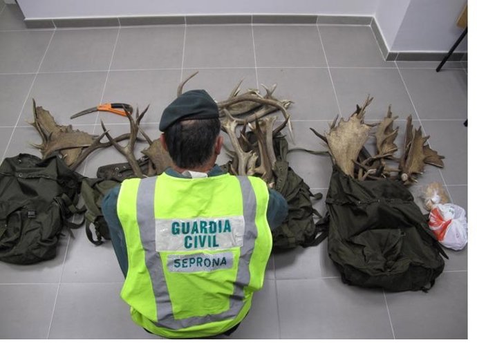 Cuernas de ciervo y gamo decomisadas por la Guardia Civil