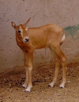 Nuevo nacimiento del antílope africano oryx dama 