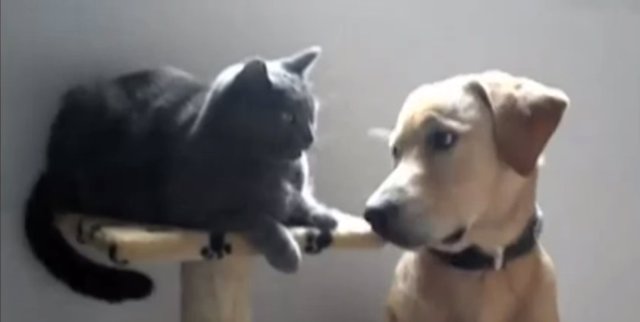 Rompiendo la gran rivalidad entre perros y gatos