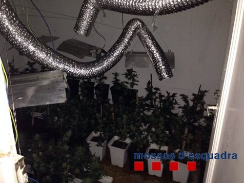 Plantación de marihuana en una casa ocupada