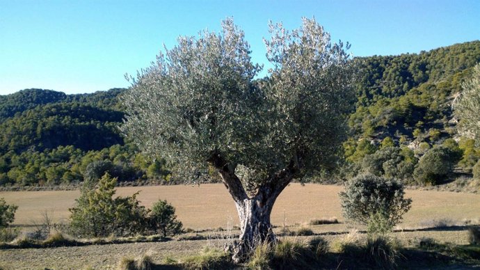 Ejemplar de la variedad de olivo rañinera, descubierta recientemente. 