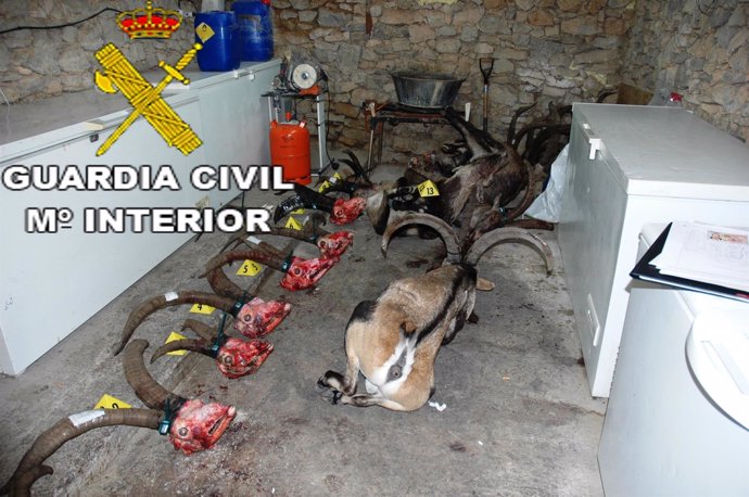 Ejemplares intervenidos por la Guardia Civil en Castellón