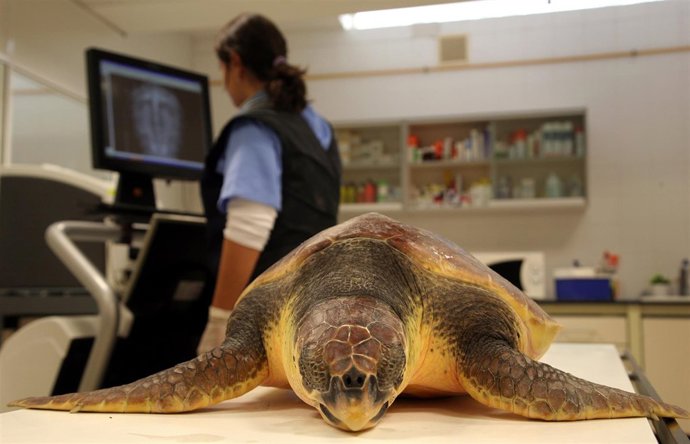 Una tortuga boba en el Oceanogràfic