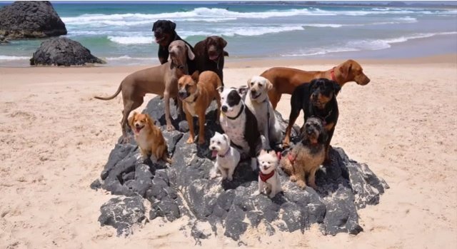 12 Perros Graduados En La Playa