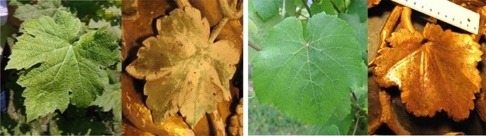 Comparación de hojas de vid con los retablos barrocos de Asturias y Galicia