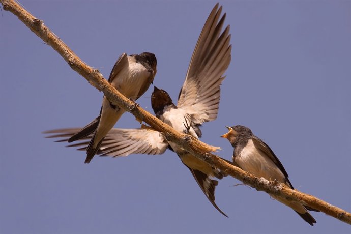 Golondrina Común, Ave del Año 2014 de SEO/BirdLife