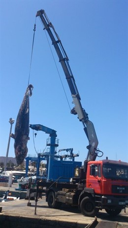 Hallan una cría de cachalote muerta en Lanzarote