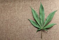 ¿Quién puede consumir marihuana y a qué precio en Uruguay?