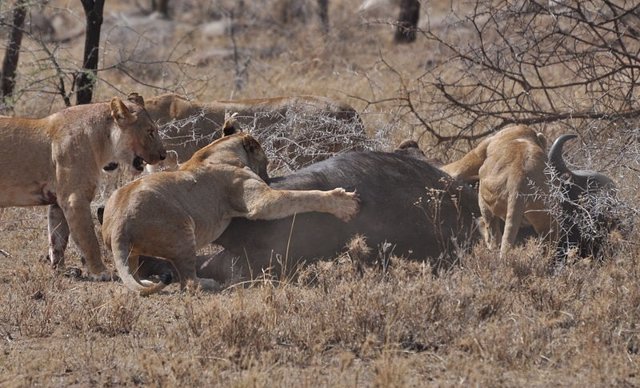 Leones devorando una presa