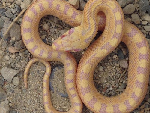 Serpiente albina hallada en Castellserà (Lleida)