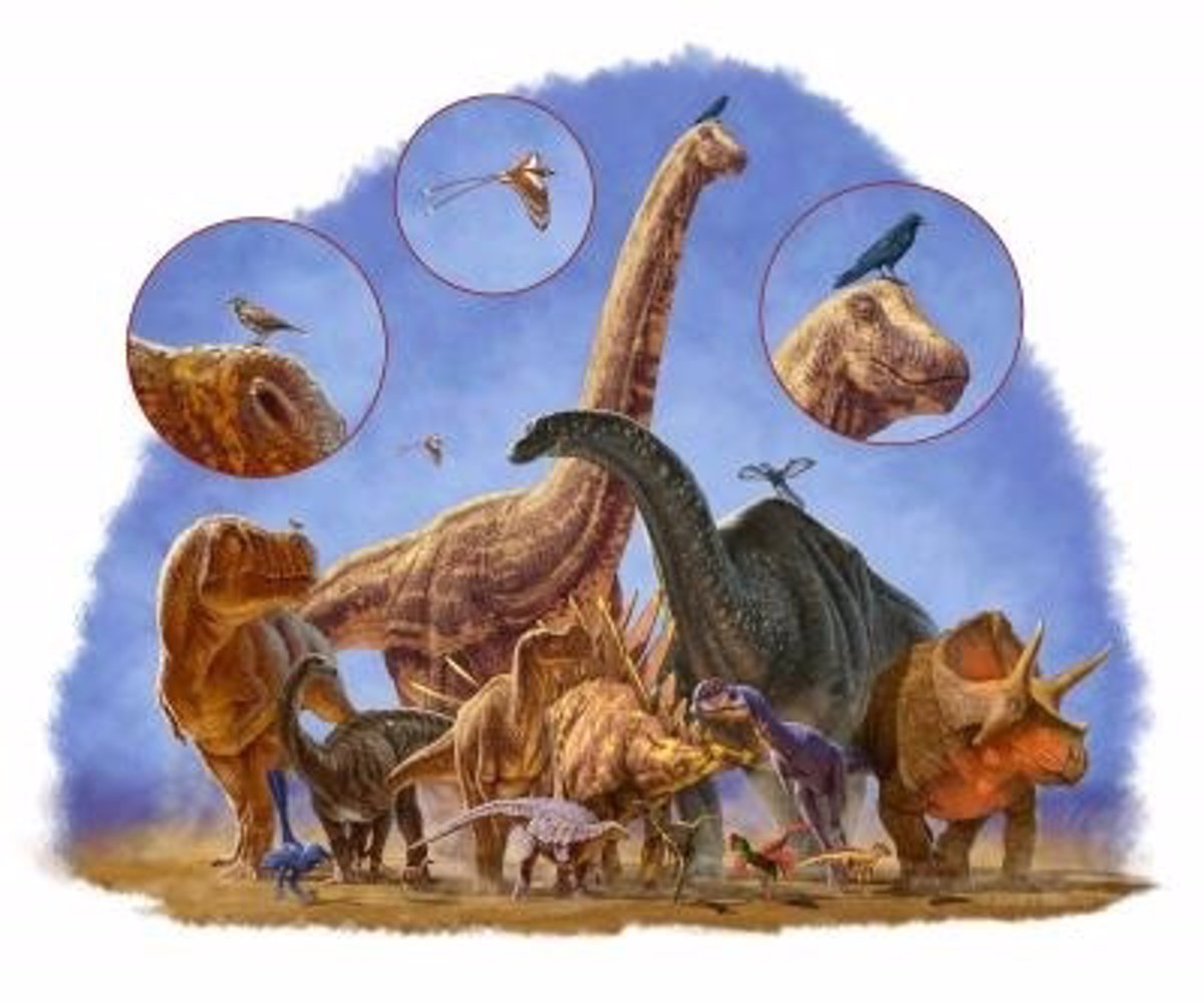 Hacerse pequeños facilitó a algunos dinosaurios sobrevivir como aves Hacerse pequeños facilitó a algunos dinosaurios sobrevivir como aves