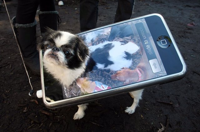 Perro smartphone