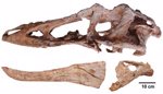 Cráneo de Qianzhousaurus