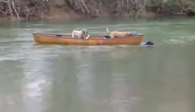 Perro tirando de la barca