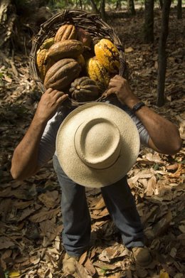 Solo el 1% del cacao que se consume a nivel mundial procede del comercio justo