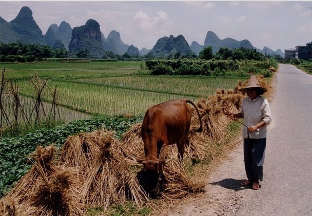 Cultivo de arroz en China