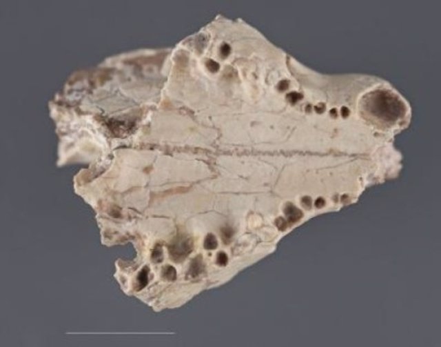 Cráneo de un depredador extinguido hace 13 millones de años