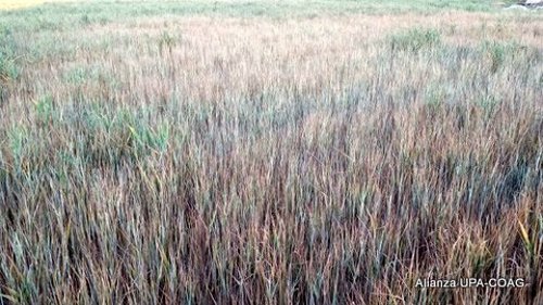 Imagen de una parcela con cereal seco 