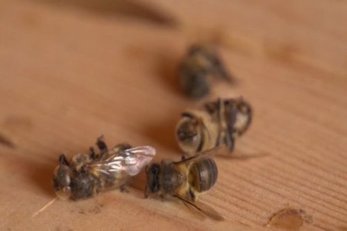 La extinción de las abejas amenaza la agricultura