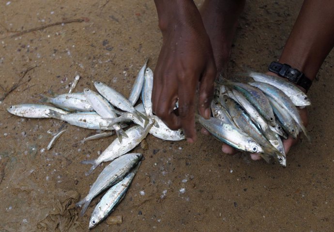 Pescado, pescador en Sri Lanka