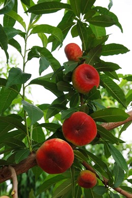 Producción de paraguayos extra tempranos