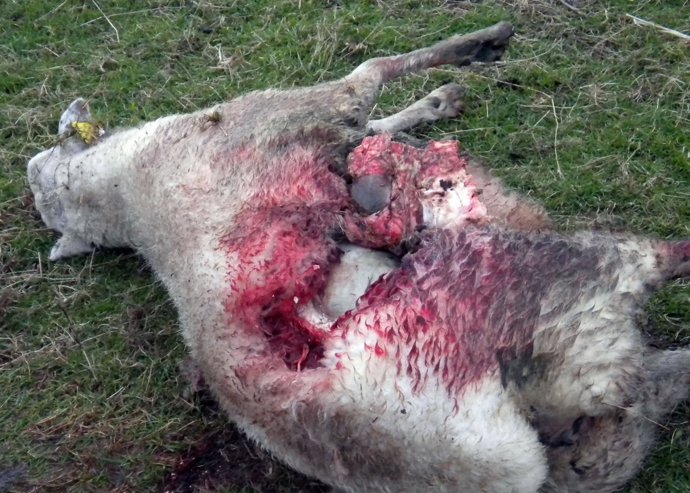 Ataque de lobos en Asturias