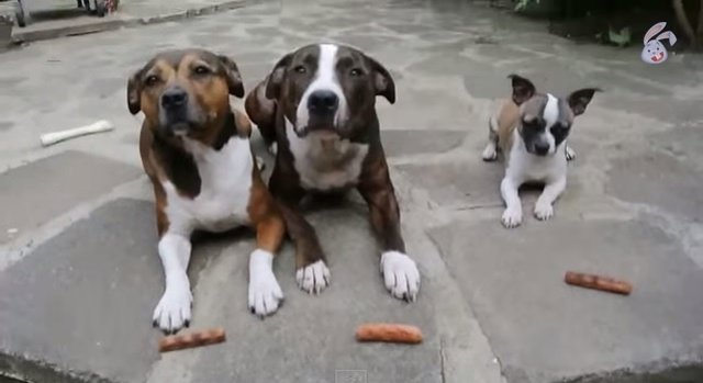 Los tres mosqueperros