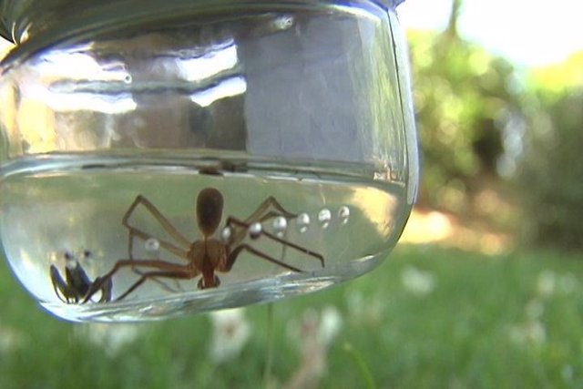 Junta incide en la desinsectación hecha ante la araña parda