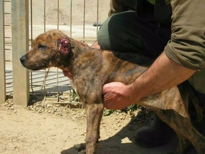 Cachorro de perro con las orejas mutiladas en Mataró
