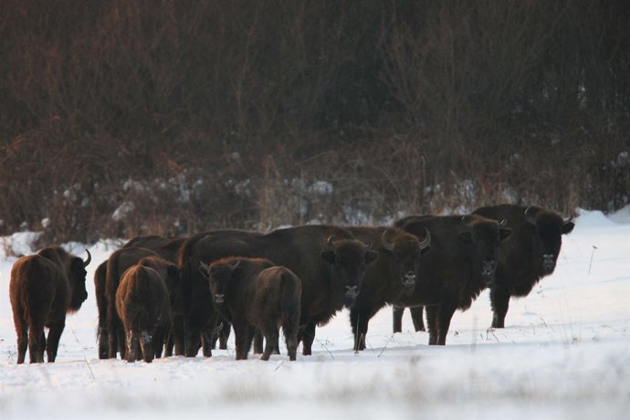 Wisent or European bison