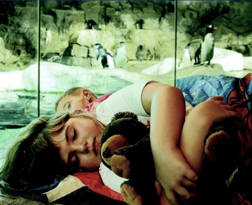 Dormir con pingüinos